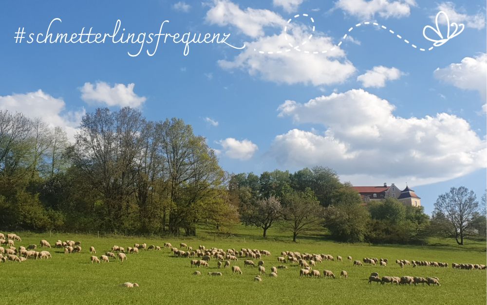 Eine Schafherde grast auf einem grünen Hang. Im Hintergrund Hecken und ein Schloss