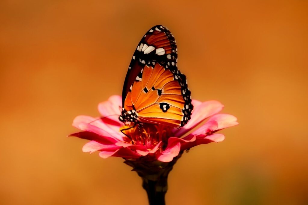Erkenntnis: Du bist ein Schmetterling