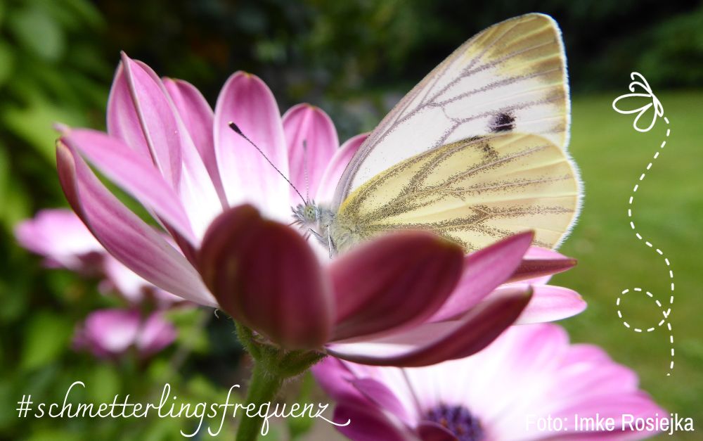 Ikigai und Selbstwert und Schmetterlingsfrequenz Ein zahrter Schmetterling in hellen Farben sitzt auf einer pinkfarbenen Blume und trinkt Nektar. Ikigai und die Schmetterlingsfrequenz