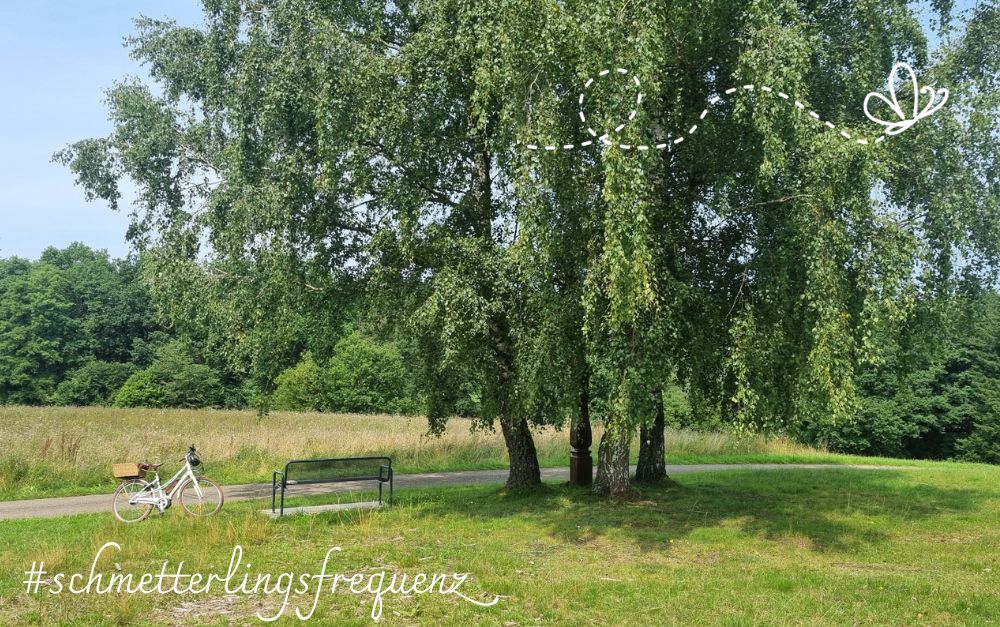 Eine Baumgruppe (Birken) mit einer Bank und einem Fahrrad an einem schönen Sommertag