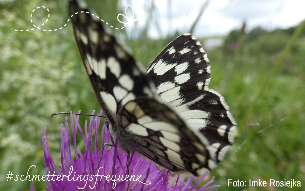 Ein schwarz-weiß karierter Schmetterling auf einer violetten Blüte